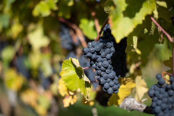 Vins du bassin de la méditerranée : découvrez leur richesse unique